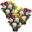 Verkleinertes Bild von Chrysanthemen-Trio 12 cm Topf, 3er-Set