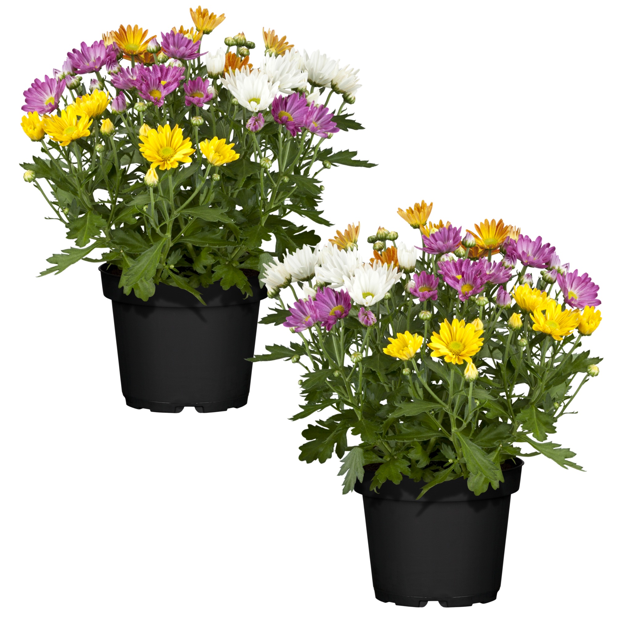 Chrysanthemen-Quattro 12 cm Topf, 2er-Set + product picture