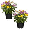 Zwei Chrysanthemen im Topf, eine mit gelben, orangen und violetten Blüten und eine mit gelben, orangen und weißen Blüten.
