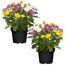 Zwei Chrysanthemen im Topf, eine mit gelben, orangen und violetten Blüten und eine mit gelben, orangen und weißen Blüten.