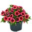 Calibrachoa Zauberglöckchen in einem Topf