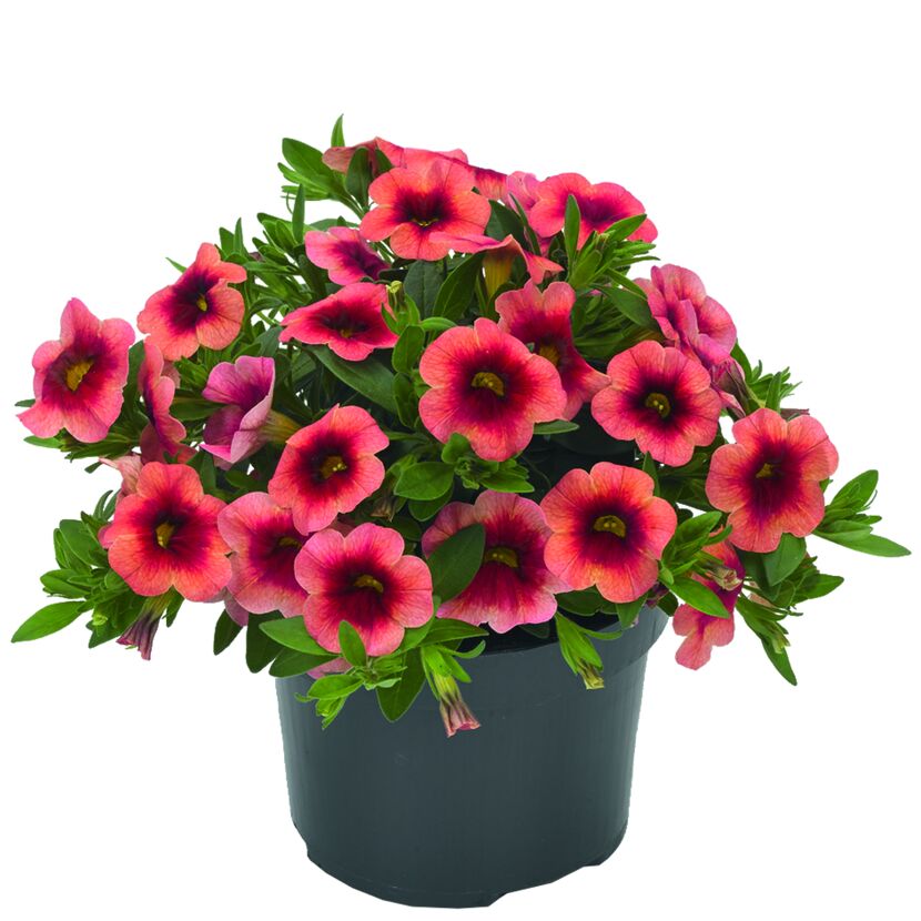 Calibrachoa Zauberglöckchen in einem Topf