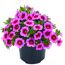 Calibrachoa Zauberglöckchen in pink