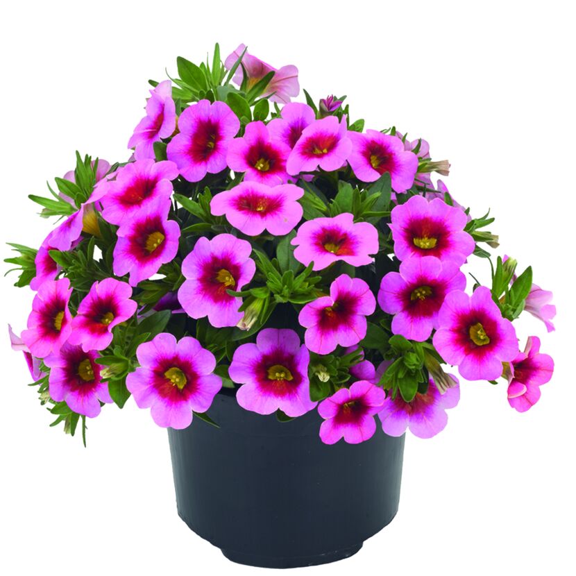 Calibrachoa Zauberglöckchen in pink