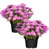 Herbstaster pink 13 cm Topf, 2er-Set