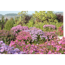Verkleinertes Bild von Herbstaster pink 13 cm Topf, 2er-Set