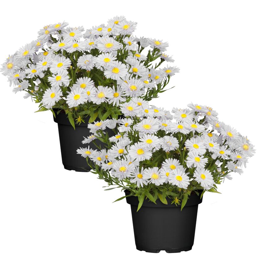 Zwei Töpfe mit weiß blühenden Herbstastern