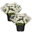 Verkleinertes Bild von Herbstaster weiß 13 cm Topf, 2er-Set