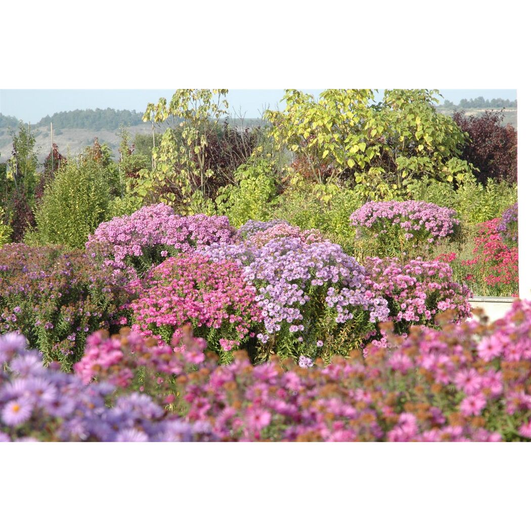 Lila und rosa Herbstastern in voller Blüte