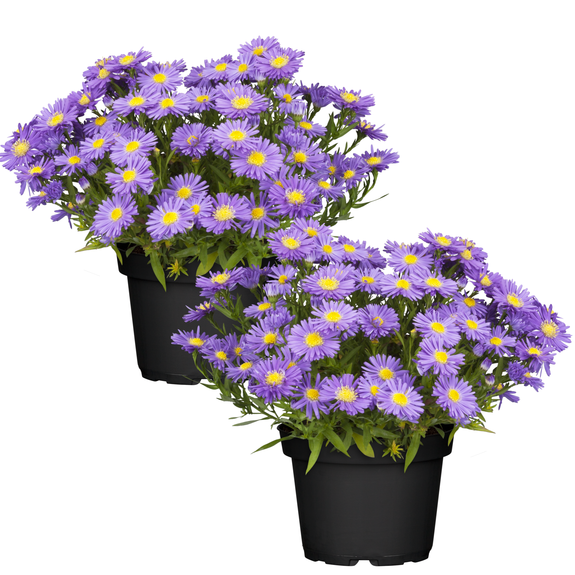 Herbstaster violett 13 cm Topf, 2er-Set + product picture