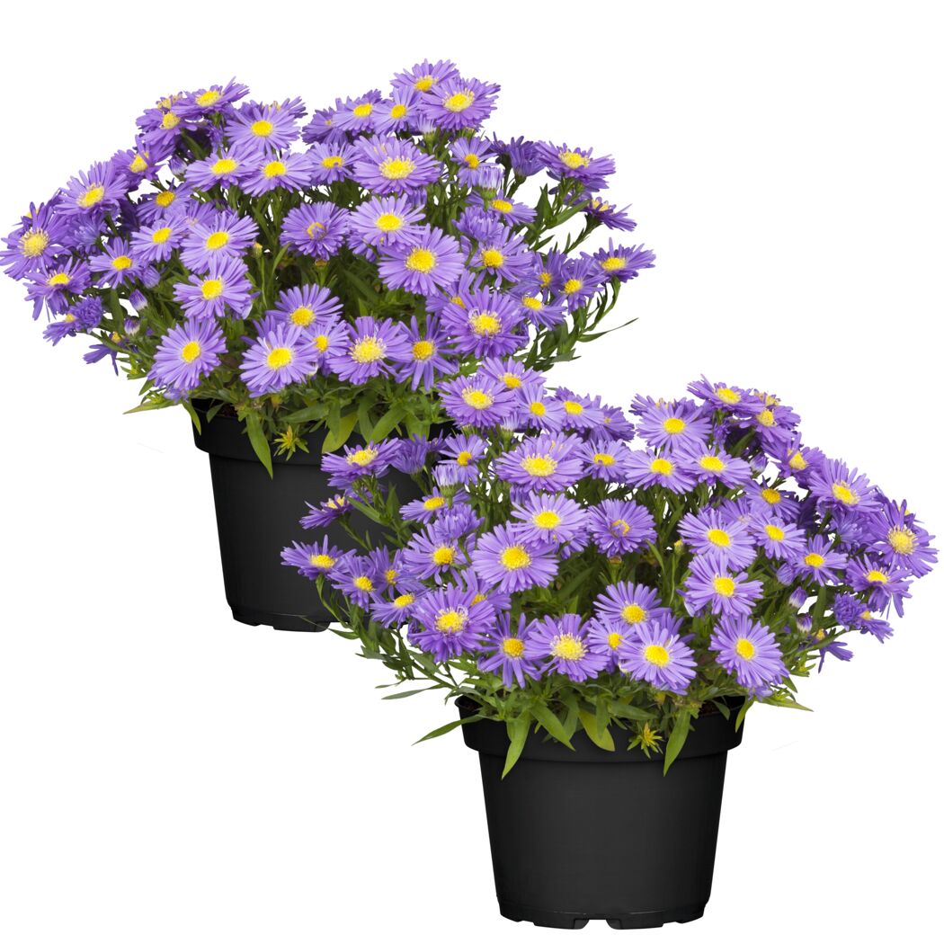 Zwei Herbstastern in schwarzen Töpfen