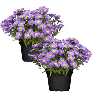 Herbstaster violett 13 cm Topf, 2er-Set