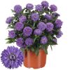 Gefüllter blauer Aster in einem braunen Topf