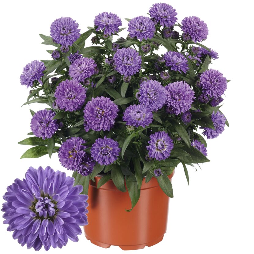 Gefüllter blauer Aster in einem braunen Topf
