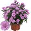 Rosa Kissen-Aster in einem Topf