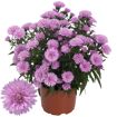 hauptbild