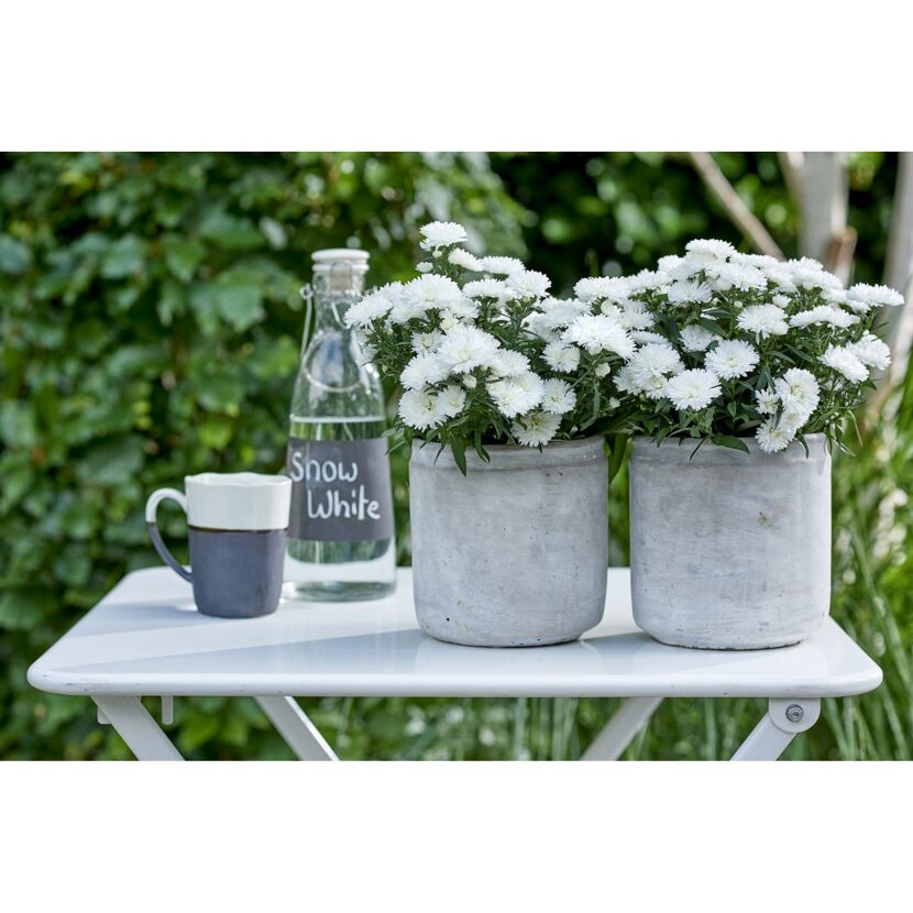 Zwei Töpfe mit weißen Kissenastern auf einem Gartentisch