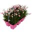 Dianthus Peach Party Gartennelken im Topf