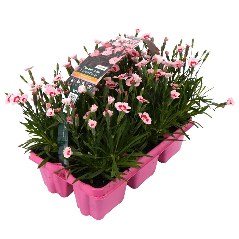 Dianthus Peach Party Gartennelken im Topf