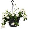 Hängende Dipladenie mit weißen Blüten