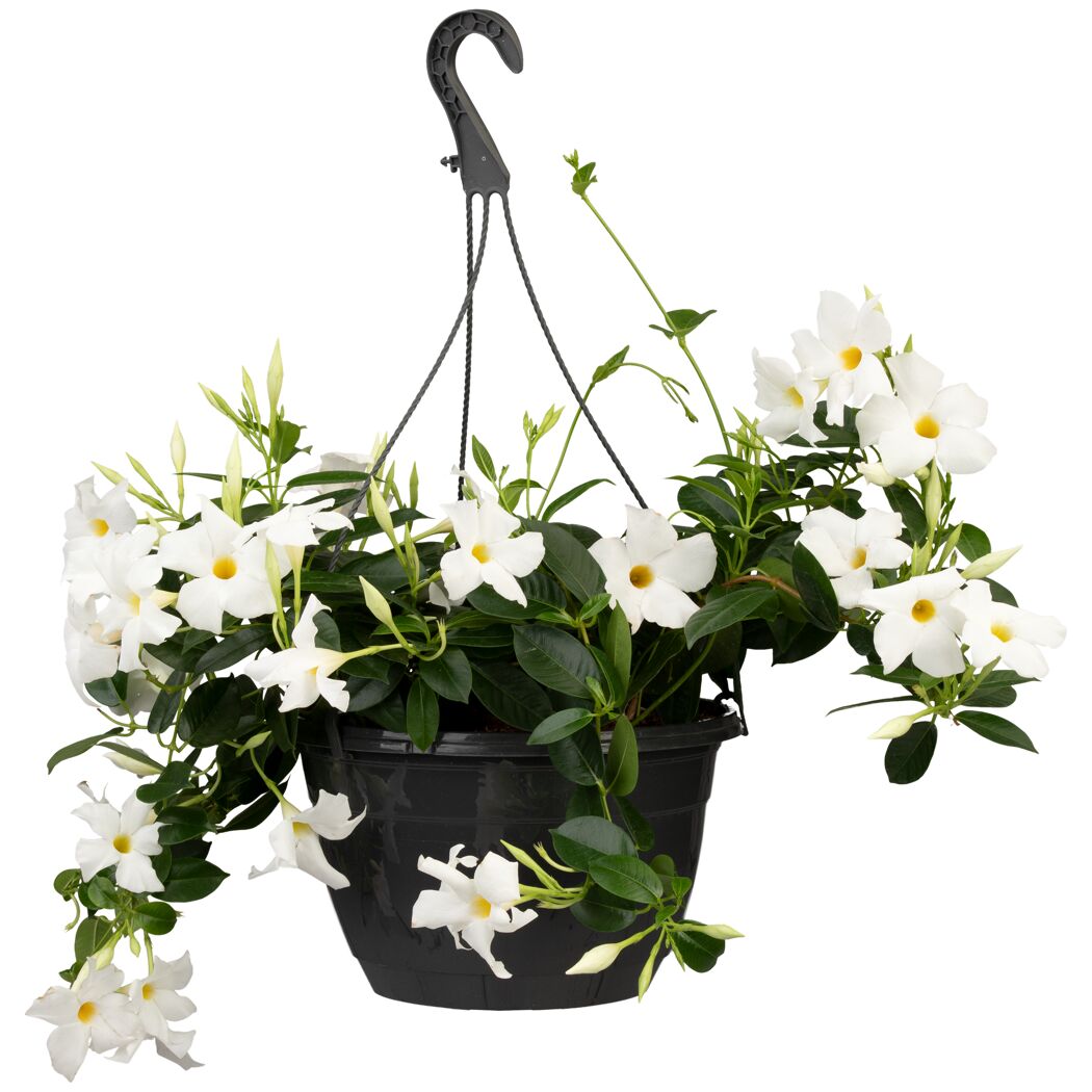 Hängende Dipladenie mit weißen Blüten