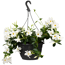 Dipladenie Ampel verschiedene Farben 19 cm Topf
