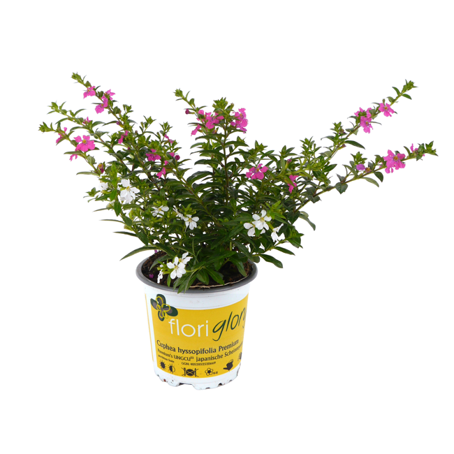 Bild von Köcherblümchen 'FloriGlory' Twin verschiedene Farben 11 cm Topf