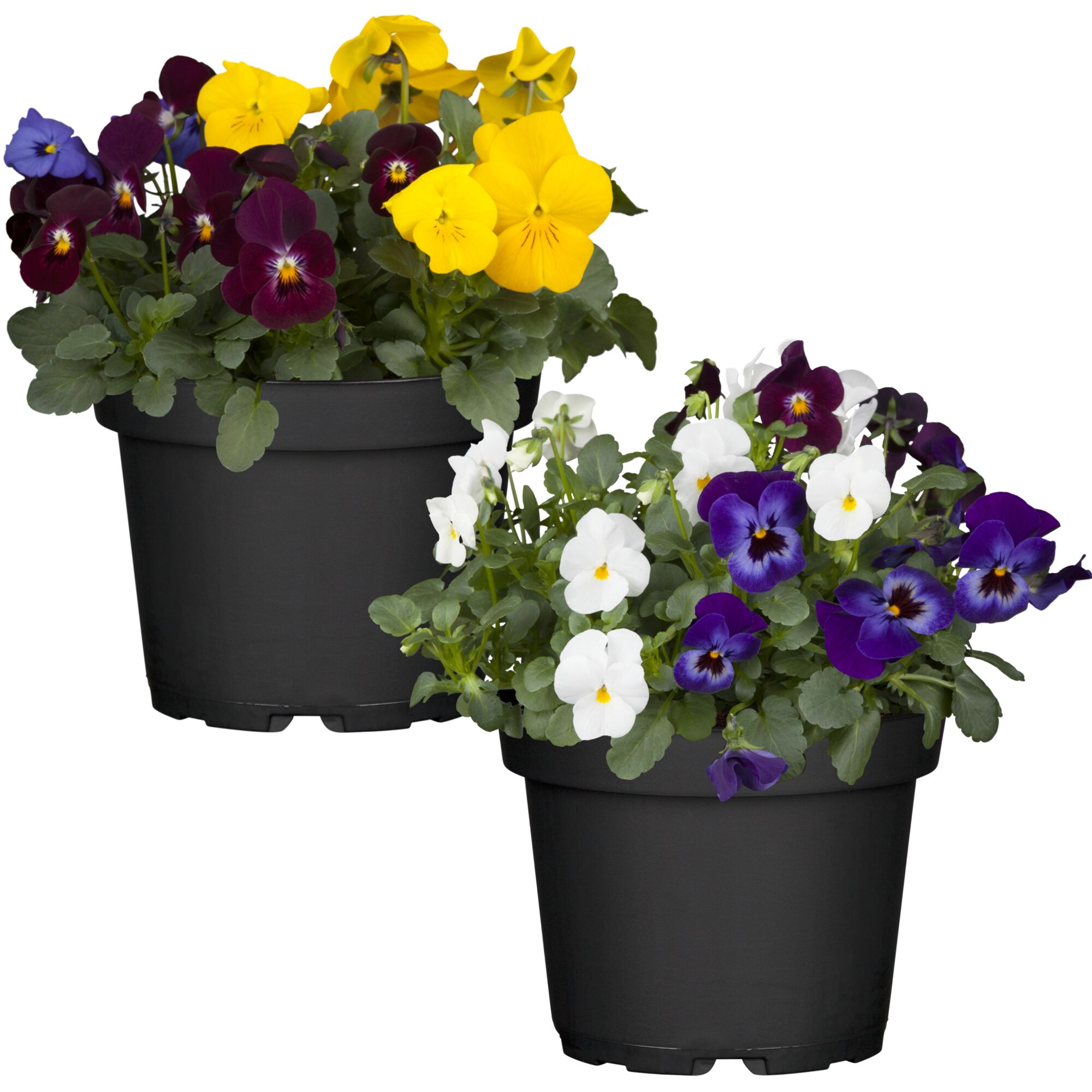 Zwei Töpfchen mit Hornveilchen in verschiedenen Farben