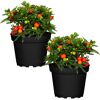 Zwei Solanum Pseudocapsicum in schwarzen Töpfen