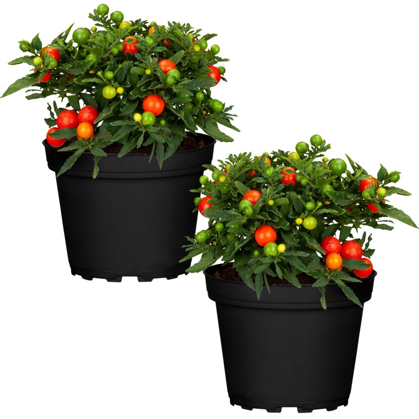 Zwei Solanum Pseudocapsicum in schwarzen Töpfen