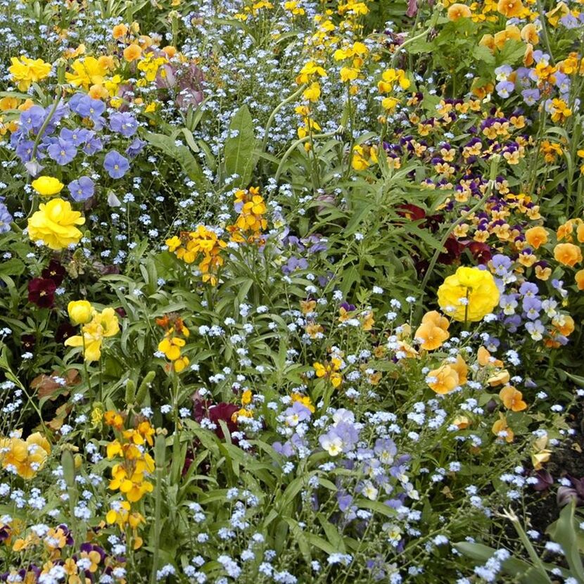 Beetpflanzen-Mix 'Kunterbunt' 17 cm Topf