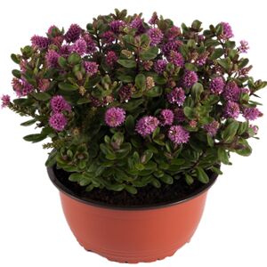 Strauch-Veronika 'All Blooms' rosa 21 cm Schale