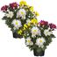 Zwei Chrysanthemen in Töpfen, weiß, gelb und pink