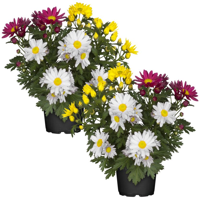 Zwei Chrysanthemen in Töpfen, weiß, gelb und pink