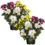 Chrysantheme 'Swifty's Trio' 10,5 cm Topf, 3er-Set