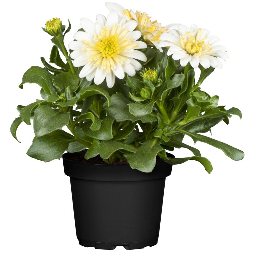 Weiße Osteospermum-Blüten mit gelber Mitte in schwarzem Topf