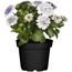 Lila-weiße Osteospermum-Blüten in schwarzem Topf