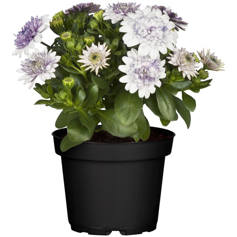 Lila-weiße Osteospermum-Blüten in schwarzem Topf