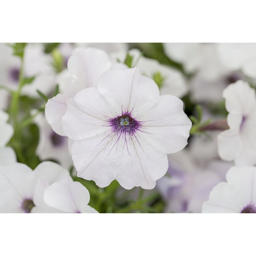 Weiße Petunie mit violettem Blütenkelch