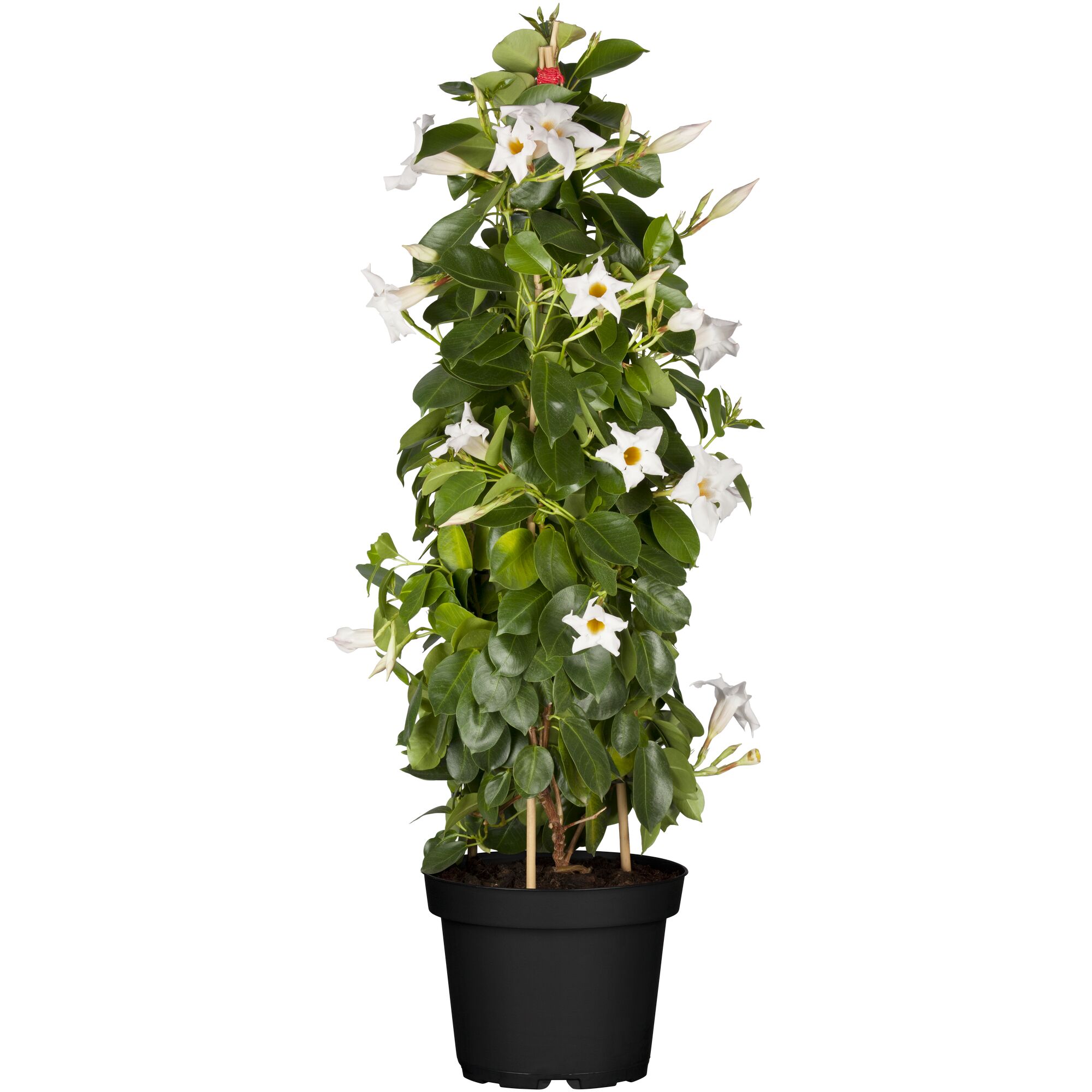 Dipladenia-Pyramide mit weißen Blüten