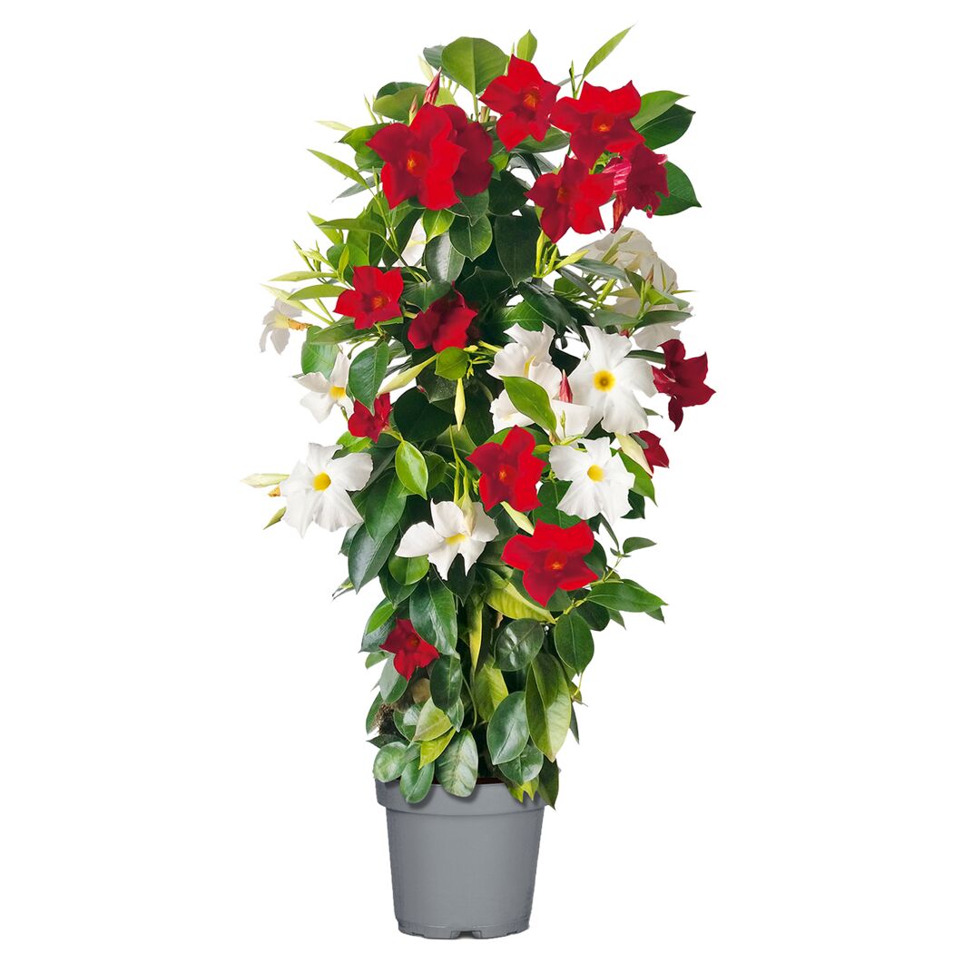 Dipladenia mit roten und weißen Blüten