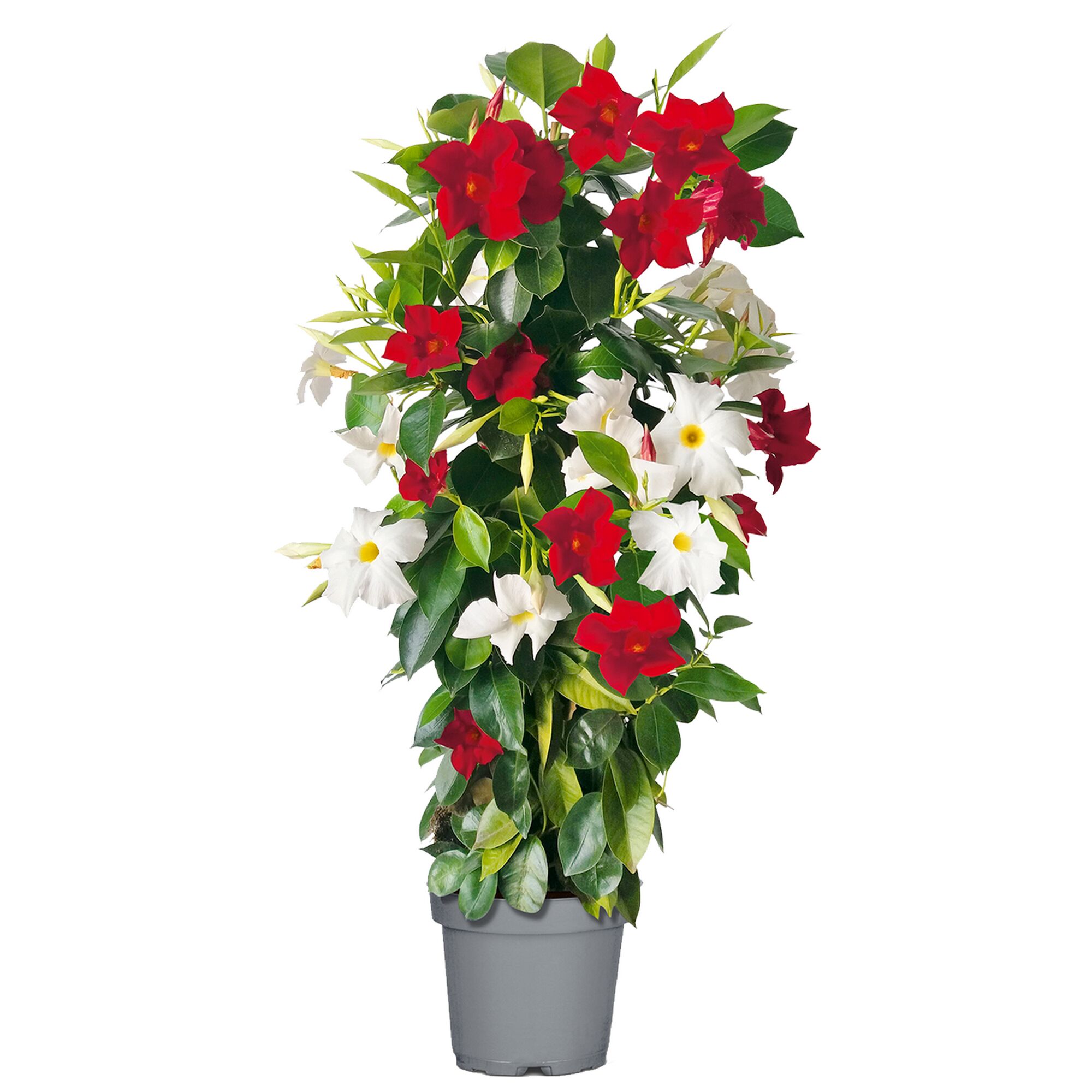 Dipladenia mit roten und weißen Blüten