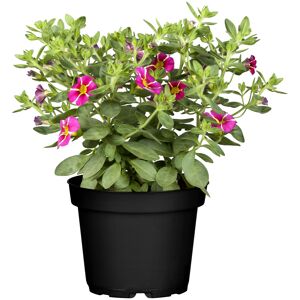 Zauberglöckchen gestreifte Sonderfarben, 12 cm Topf