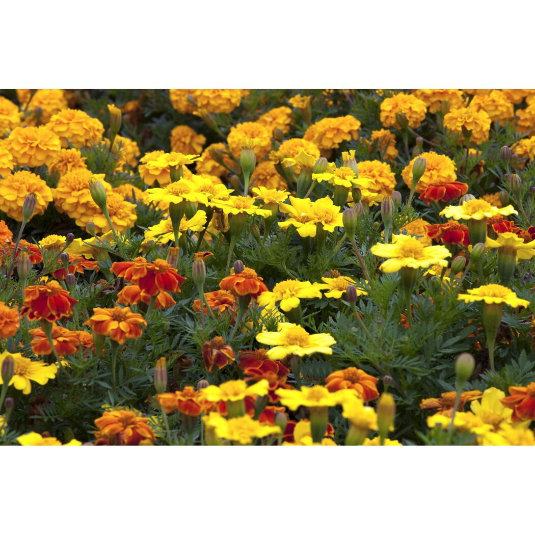 Blühende Studentenblumen in Gelb und Orange