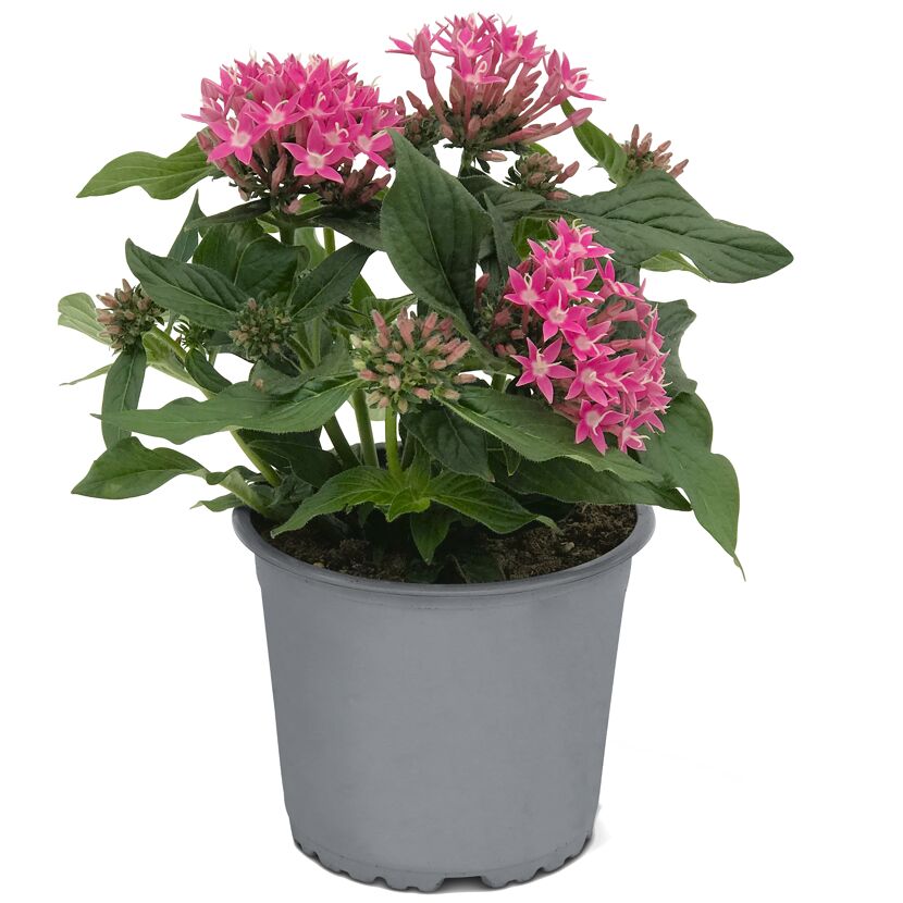 Rosa Pentas im grauen Topf
