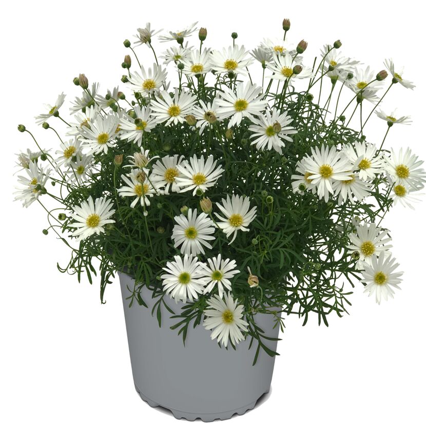 Weiße Margeriten im grauen Topf