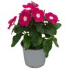 Catharanthus roseus 'Hot Spot'
