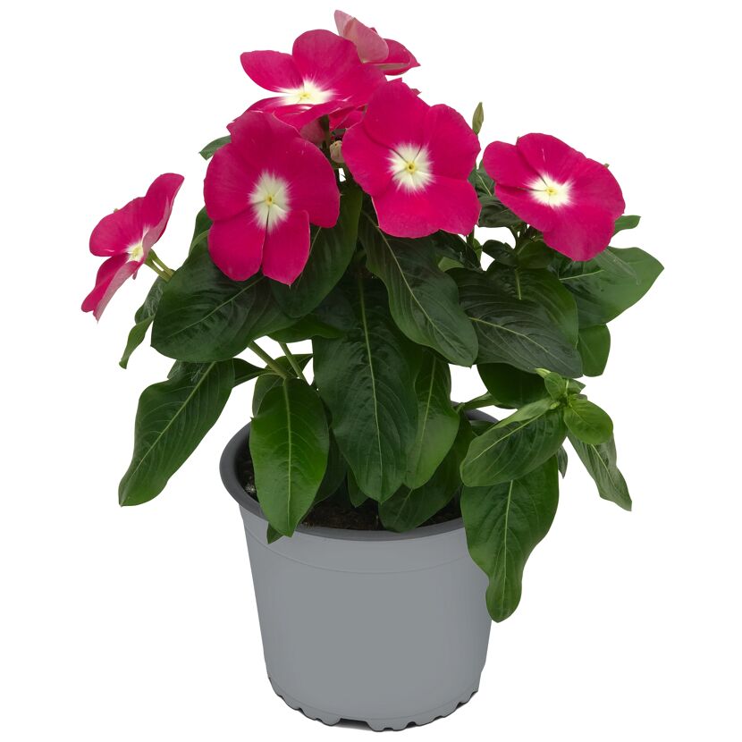 Catharanthus roseus 'Hot Spot'