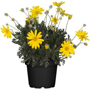 Strauchmargerite gelb 18 cm Topf