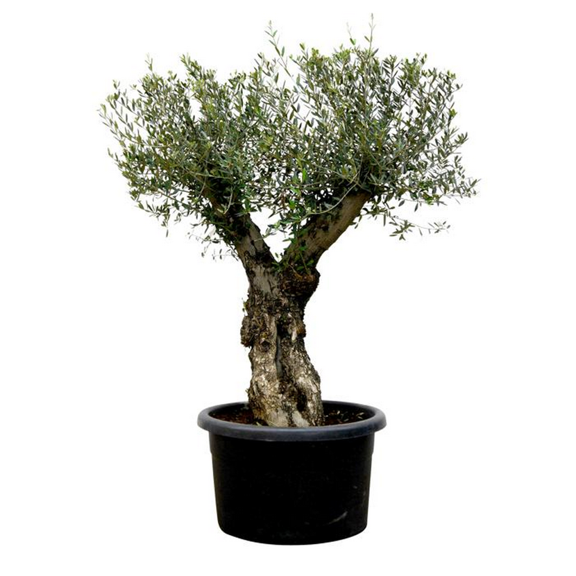 thuja amazon Direct Gardening Green Giant Arborvitae Tree Live Evergreen Shrub, 3-Gallon Potted Plant, 3' to 4' Tall, 3 Pack main image 0